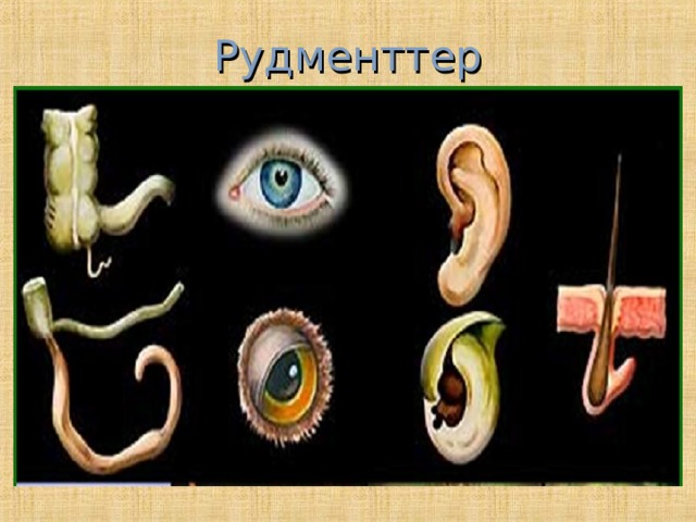 Рудменттер 