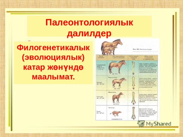 Палеонтологиялык далилдер Филогенетикалык (эволюциялык) катар жөнүндө маалымат. 