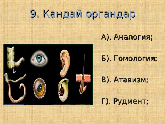 9. Кандай органдар А). Аналогия; Б). Гомология; В). Атавизм; Г). Рудмент; 