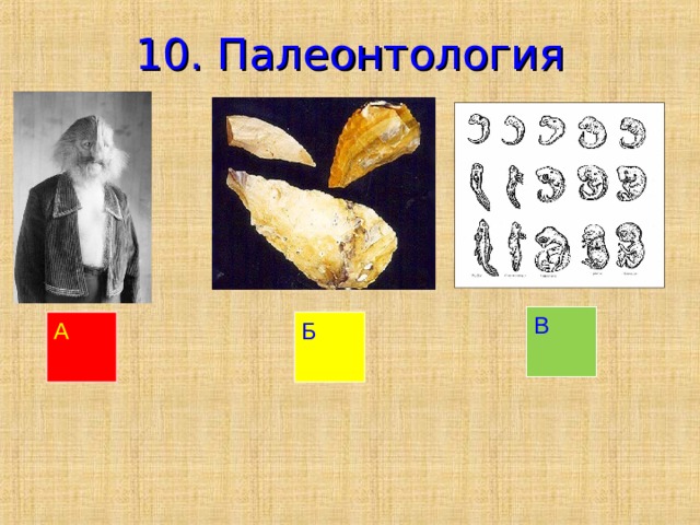 10. Палеонтология В А Б 