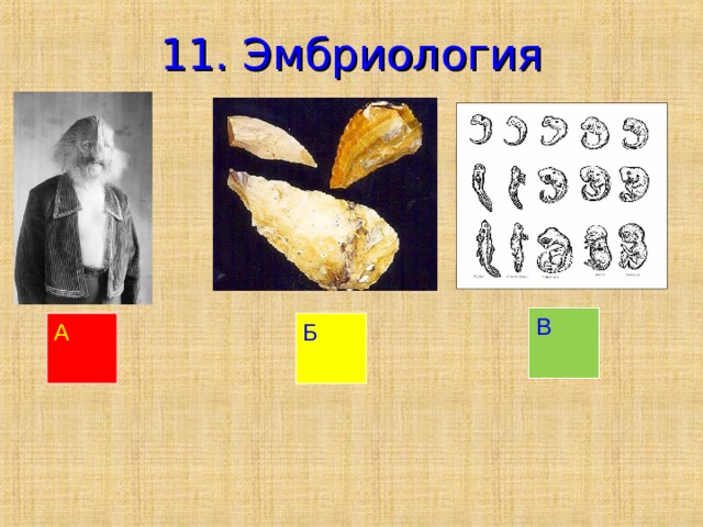 11. Эмбриология В А Б 