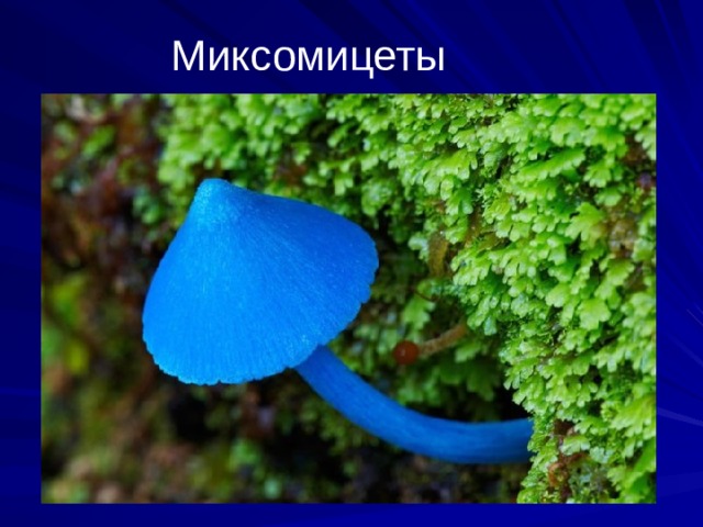 Миксомицеты  