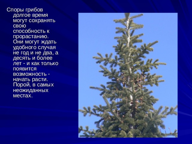 Споры грибов долгое время могут сохранять свою способность к прорастанию. Они могут ждать удобного случая не год и не два, а десять и более лет - и как только появится возможность - начать расти. Порой, в самых неожиданных местах. 