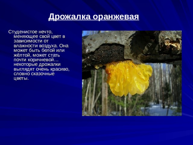 Дрожалка оранжевая Студенистое нечто, меняющее свой цвет в зависимости от влажности воздуха. Она может быть белой или жёлтой, может стать почти коричневой… некоторые дрожалки выглядят очень красиво, словно сказочные цветы.    