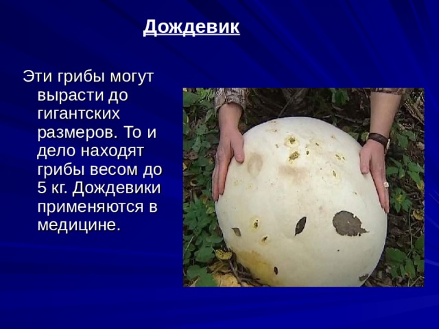 Дождевик Эти грибы могут вырасти до гигантских размеров. То и дело находят грибы весом до 5 кг. Дождевики применяются в медицине. 