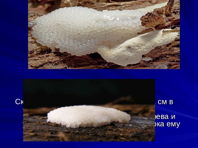 Скорость движения гриба - примерно 1 см в час! Плазмодий спокойно может вскарабкаться на пень или ствол дерева и удобно устроиться там до тех пор, пока ему не 