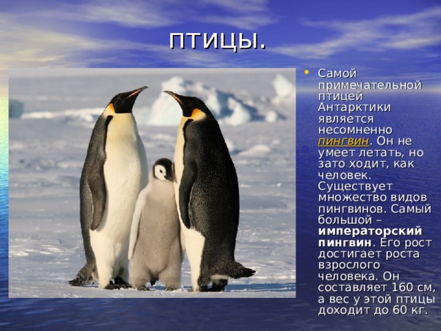 Сообщение о животных антарктиды. Информация о животных Антарктиды. Животные Антарктиды презентация. Доклад о животном в Антарктиде.