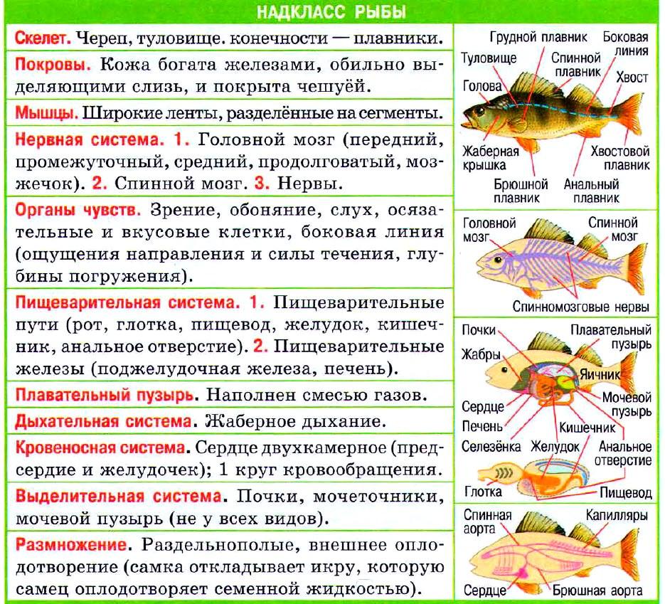 План конспект биология 7 класс