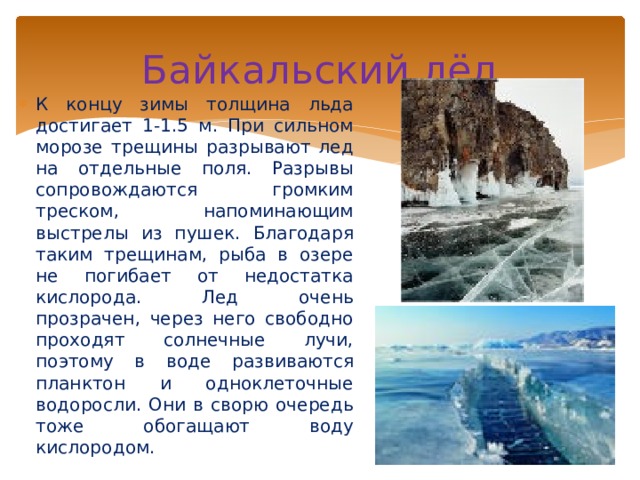 Байкальский лёд К концу зимы толщина льда достигает 1-1.5 м. При сильном морозе трещины разрывают лед на отдельные поля. Разрывы сопровождаются громким треском, напоминающим выстрелы из пушек. Благодаря таким трещинам, рыба в озере не погибает от недостатка кислорода. Лед очень прозрачен, через него свободно проходят солнечные лучи, поэтому в воде развиваются планктон и одноклеточные водоросли. Они в сворю очередь тоже обогащают воду кислородом. 