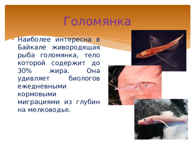 Голомянка Наиболее интересна в Байкале живородящая рыба голомянка, тело которой содержит до 30% жира. Она удивляет биологов ежедневными кормовыми миграциями из глубин на мелководье. 