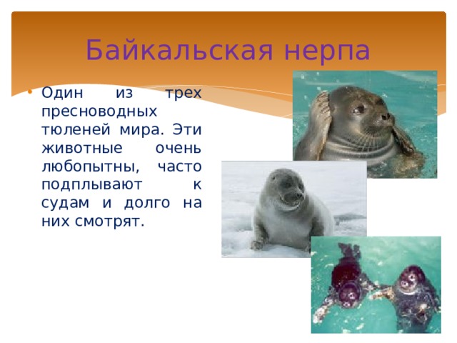 Байкальская нерпа Один из трех пресноводных тюленей мира. Эти животные очень любопытны, часто подплывают к судам и долго на них смотрят. 