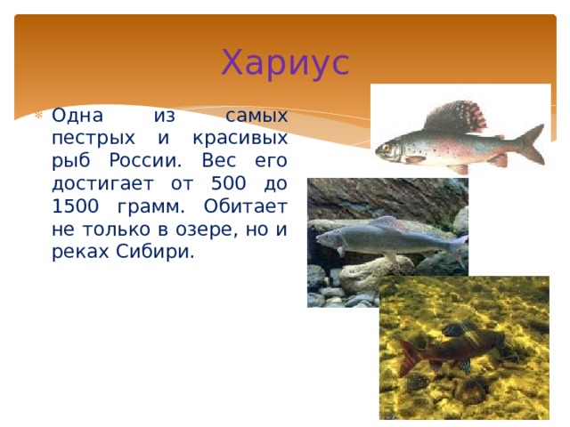 Хариус Одна из самых пестрых и красивых рыб России. Вес его достигает от 500 до 1500 грамм. Обитает не только в озере, но и реках Сибири. 