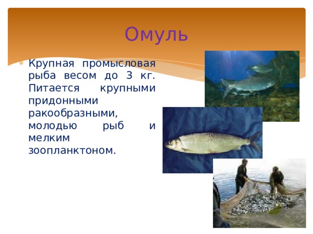 Омуль Крупная промысловая рыба весом до 3 кг. Питается крупными придонными ракообразными, молодью рыб и мелким зоопланктоном. 