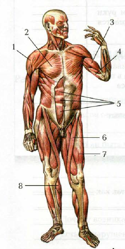 Мышечная система человека вид спереди и сзади