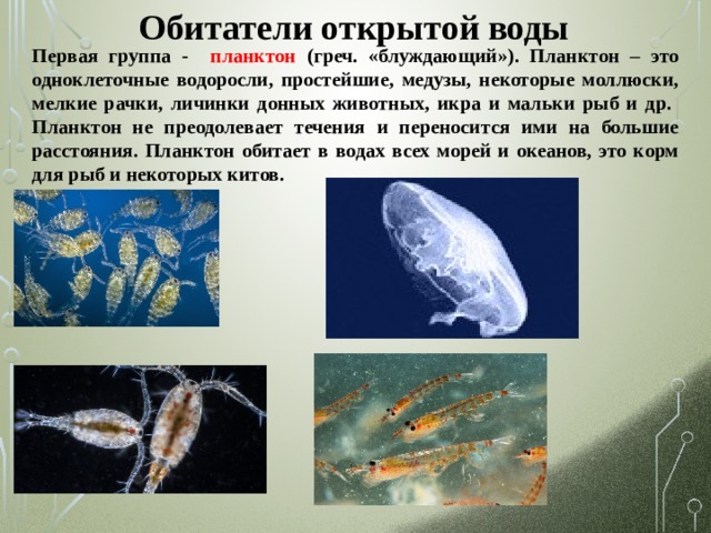 Обитатели открытой воды Первая группа - планктон (греч. «блуждающий»). Планктон – это одноклеточные водоросли, простейшие, медузы, некоторые моллюски, мелкие рачки, личинки донных животных, икра и мальки рыб и др. Планктон не преодолевает течения и переносится ими на большие расстояния. Планктон обитает в водах всех морей и океанов, это корм для рыб и некоторых китов. 