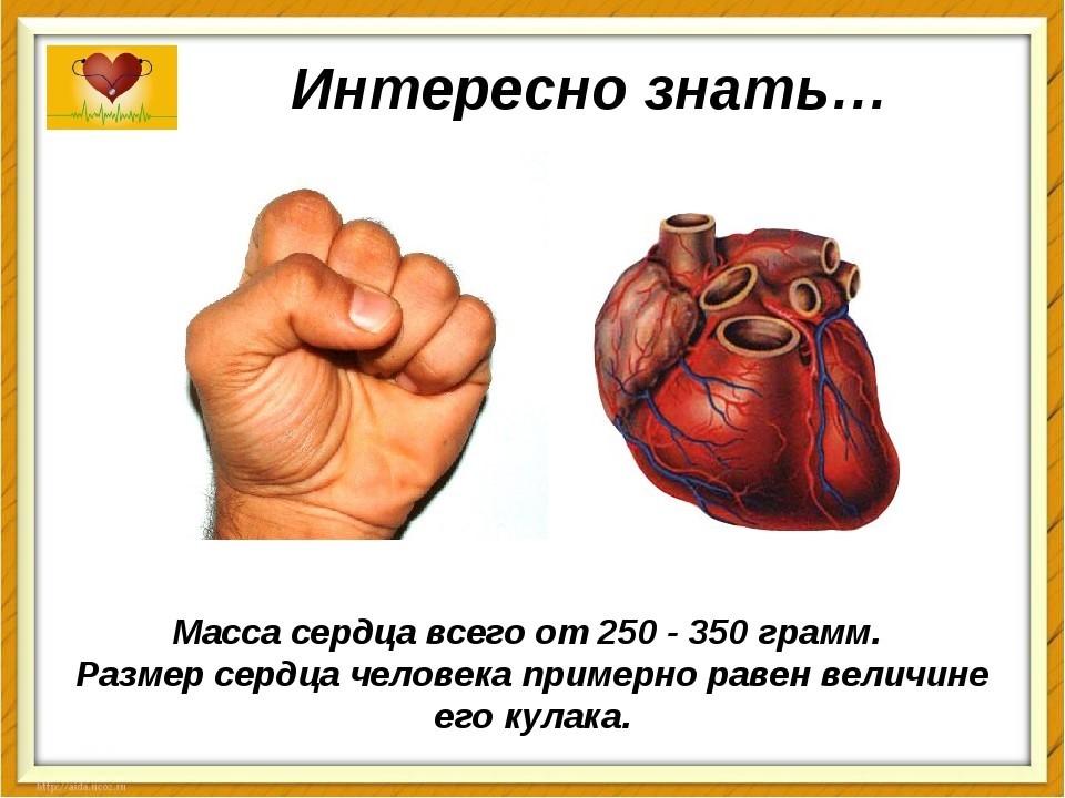 Какое сердце можно назвать. Какого размера сердце у человека. Как определить Размеры сер.