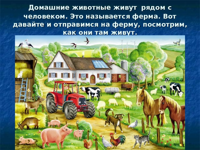 Домашние животные живут  рядом с человеком. Это называется ферма. Вот давайте и отправимся на ферму, посмотрим, как они там живут. 