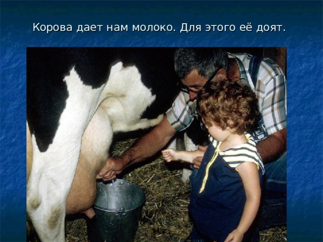Корова дает нам молоко. Для этого её доят. 