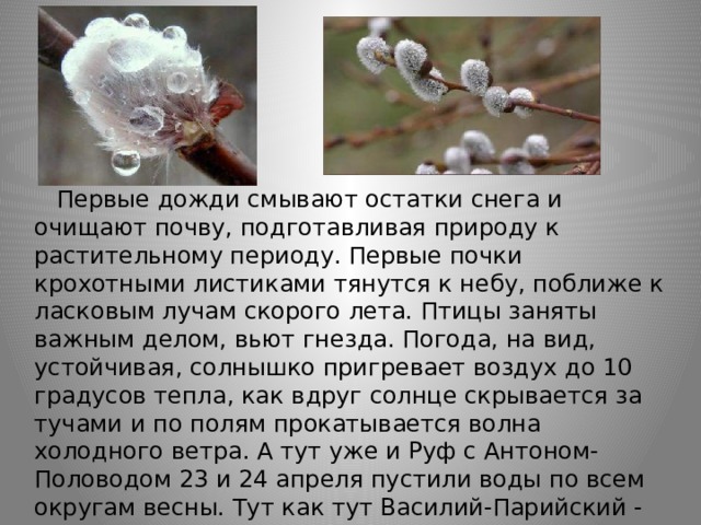    Первые дожди смывают остатки снега и очищают почву, подготавливая природу к растительному периоду. Первые почки крохотными листиками тянутся к небу, поближе к ласковым лучам скорого лета. Птицы заняты важным делом, вьют гнезда. Погода, на вид, устойчивая, солнышко пригревает воздух до 10 градусов тепла, как вдруг солнце скрывается за тучами и по полям прокатывается волна холодного ветра. А тут уже и Руф с Антоном-Половодом 23 и 24 апреля пустили воды по всем округам весны. Тут как тут Василий-Парийский - 25 апреля - теплом землю обдал, да так, что медведь из берлоги вышел. 