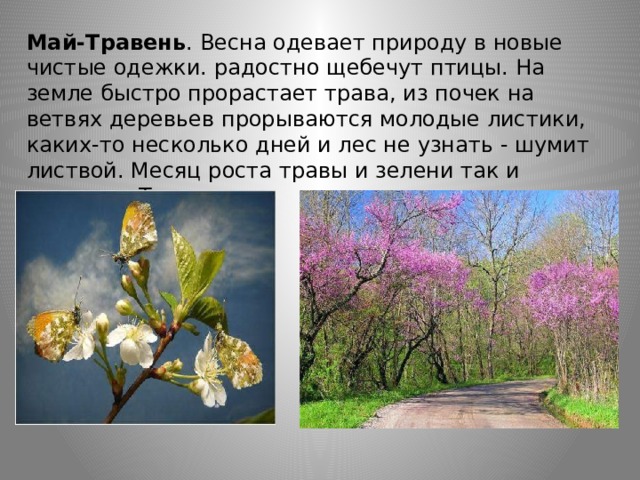Май-Травень . Весна одевает природу в новые чистые одежки. радостно щебечут птицы. На земле быстро прорастает трава, из почек на ветвях деревьев прорываются молодые листики, каких-то несколько дней и лес не узнать - шумит листвой. Месяц роста травы и зелени так и назвали - Травень. 