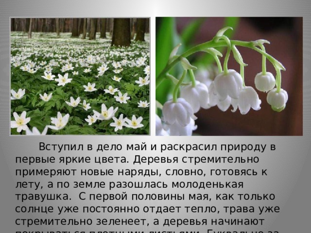        Вступил в дело май и раскрасил природу в первые яркие цвета. Деревья стремительно примеряют новые наряды, словно, готовясь к лету, а по земле разошлась молоденькая травушка. С первой половины мая, как только солнце уже постоянно отдает тепло, трава уже стремительно зеленеет, а деревья начинают покрываться плотными листьями. Буквально за неделю листовой покров увеличивается в несколько раз. 