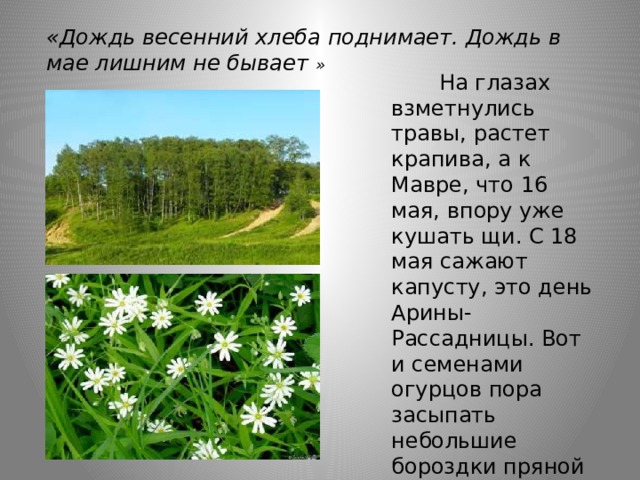 «Дождь весенний хлеба поднимает. Дождь в мае лишним не бывает »        На глазах взметнулись травы, растет крапива, а к Мавре, что 16 мая, впору уже кушать щи. С 18 мая сажают капусту, это день Арины-Рассадницы. Вот и семенами огурцов пора засыпать небольшие бороздки пряной земли, 19 мая - Иов-Огуречник . 