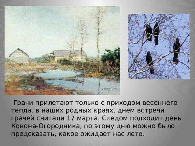   Грачи прилетают только с приходом весеннего тепла, в наших родных краях, днем встречи грачей считали 17 марта. Следом подходит день Конона-Огородника, по этому дню можно было предсказать, какое ожидает нас лето. 