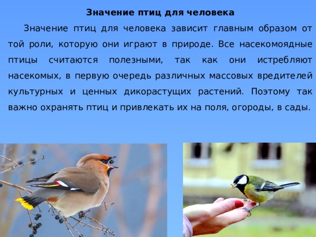 Птичка значение слова. Значение птиц для человека. Значение птиц в природе. Значение птиц в природе и для человека. Значение птицы в питании человека.
