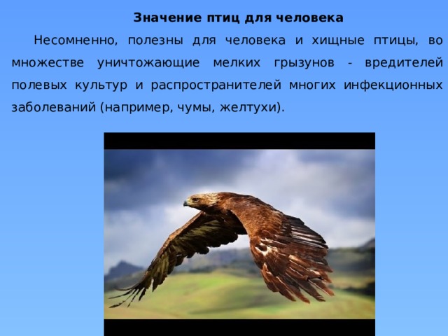 Значение птиц для человека Несомненно, полезны для человека и хищные птицы, во множестве уничтожающие мелких грызунов - вредителей полевых культур и распространителей многих инфекционных заболеваний (например, чумы, желтухи). 