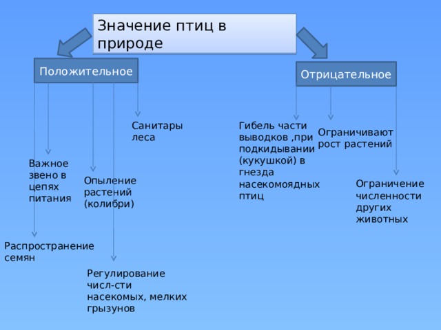 Значение птиц