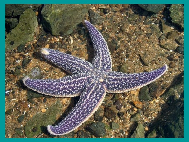 Кабардинка морская звезда. Амурская морская звезда (Asterias amurensis). Астерия Амурская морская звезда. Евастерия сетчатая морская звезда. Амурская морская звезда ядовитая.