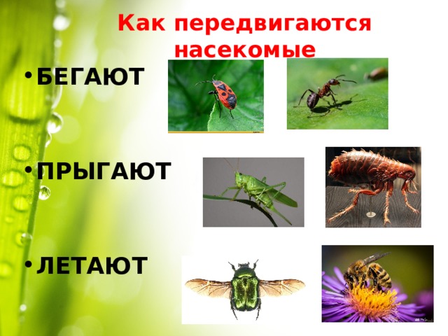 Как передвигаются насекомые БЕГАЮТ  ПРЫГАЮТ  ЛЕТАЮТ 