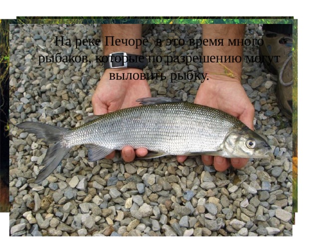 На реке Печоре в это время много рыбаков, которые по разрешению могут выловить рыбку. 