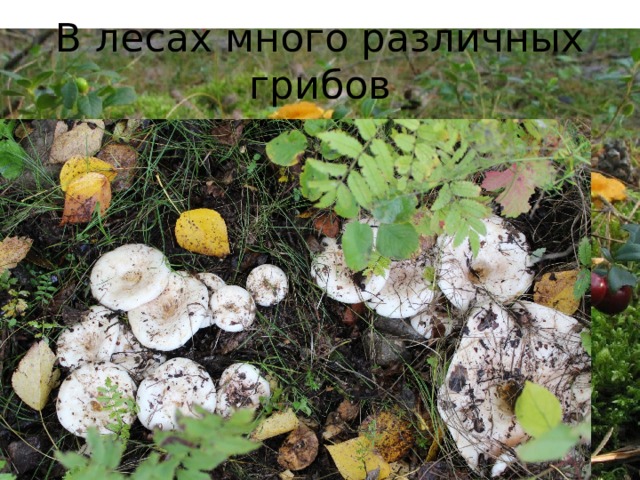 В лесах много различных грибов 