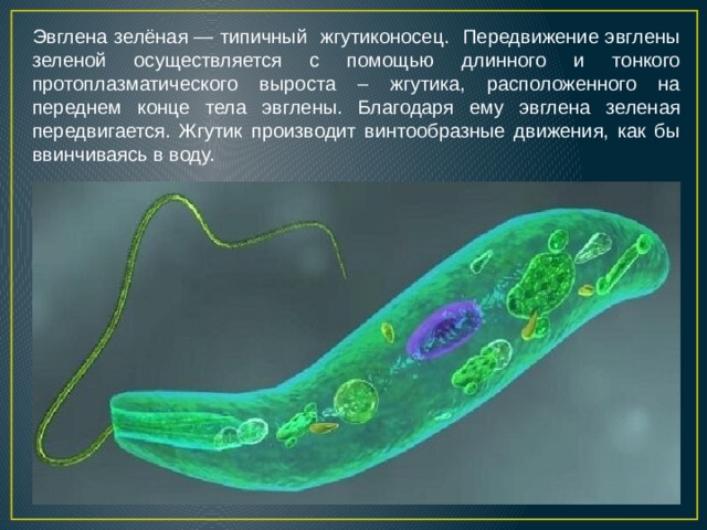 Эвглена зелёная — типичный жгутиконосец. Передвижение эвглены зеленой осуществляется с помощью длинного и тонкого протоплазматического выроста – жгутика, расположенного на переднем конце тела эвглены. Благодаря ему эвглена зеленая передвигается. Жгутик производит винтообразные движения, как бы ввинчиваясь в воду. 