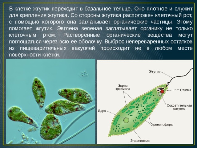 Жгутики клеточный рот. Строение жгутика эвглены зеленой. Класс жгутиковые эвглена зеленая. Цикл размножения эвглены. Жгутик эвглены.