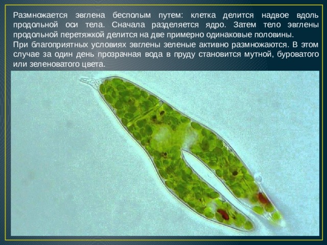 Размножается эвглена бесполым путем: клетка делится надвое вдоль продольной оси тела. Сначала разделяется ядро. Затем тело эвглены продольной перетяжкой делится на две примерно одинаковые половины. При благоприятных условиях эвглены зеленые активно размножаются. В этом случае за один день прозрачная вода в пруду становится мутной, буроватого или зеленоватого цвета.  