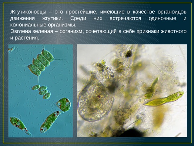 Жгутиконосцы – это простейшие, имеющие в качестве органоидов движения жгутики. Среди них встречаются одиночные и колониальные организмы. Эвглена зеленая – организм, сочетающий в себе признаки животного и растения.  