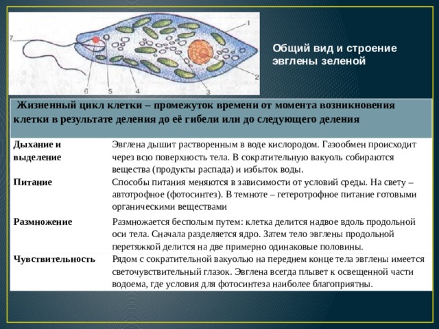 Какие структуры клетки зеленой эвглены обозначены на рисунке цифрами 1 2 3