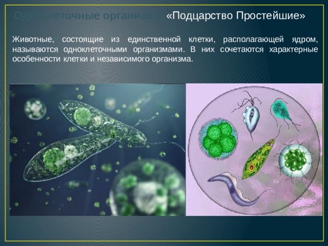 Одноклеточные организмы «Подцарство Простейшие» Животные, состоящие из единственной клетки, располагающей ядром, называются одноклеточными организмами. В них сочетаются характерные особенности клетки и независимого организма. 