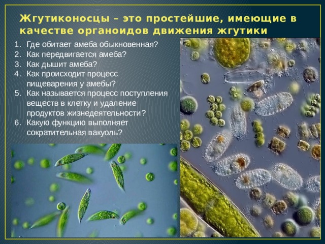 Жгутиконосцы – это простейшие, имеющие в качестве органоидов движения жгутики Где обитает амеба обыкновенная? Как передвигается амеба? Как дышит амеба? Как происходит процесс пищеварения у амебы? Как называется процесс поступления веществ в клетку и удаление продуктов жизнедеятельности? Какую функцию выполняет сократительная вакуоль? 