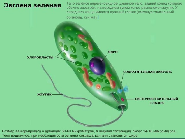 Тело зелёное веретеновидное, длинное тело, задний конец которого обычно заострён, на переднем тупом конце расположен жгутик. У переднего конца имеется красный глазок (светочувствительный органоид, стигма). l Размер ее варьируется в пределах 50-60 микрометров, а ширина составляет около 14-18 микрометров. Тело подвижное, при необходимости эвглена сокращаться или становится шире. 