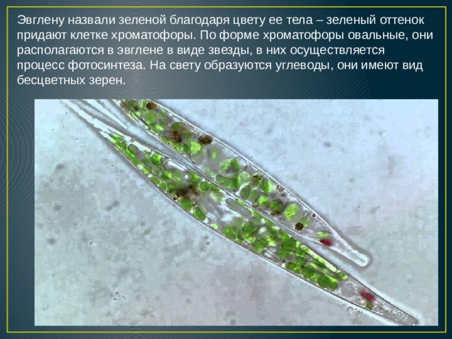 Эвглену назвали зеленой благодаря цвету ее тела – зеленый оттенок придают клетке хроматофоры. По форме хроматофоры овальные, они располагаются в эвглене в виде звезды, в них осуществляется процесс фотосинтеза. На свету образуются углеводы, они имеют вид бесцветных зерен. 