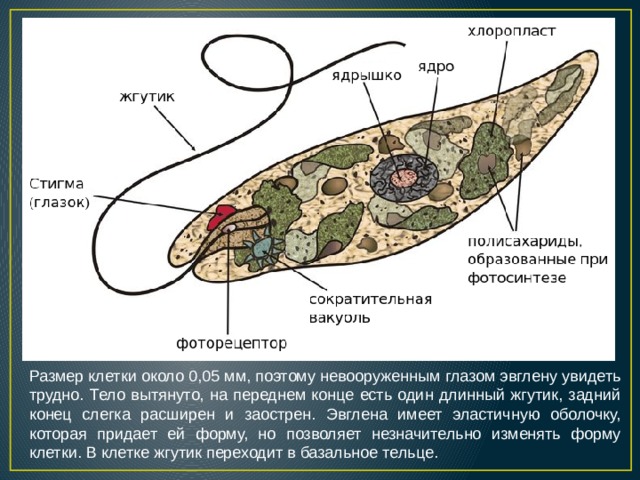 Размер клетки около 0,05 мм, поэтому невооруженным глазом эвглену увидеть трудно. Тело вытянуто, на переднем конце есть один длинный жгутик, задний конец слегка расширен и заострен. Эвглена имеет эластичную оболочку, которая придает ей форму, но позволяет незначительно изменять форму клетки. В клетке жгутик переходит в базальное тельце. 