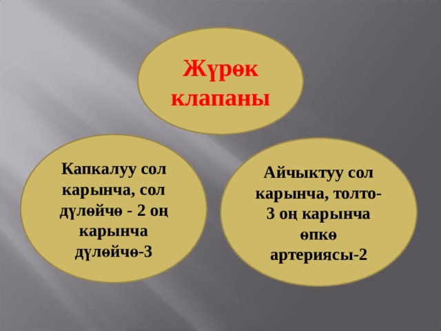 Жүрөк клапаны Капкалуу сол карынча, сол дүлөйчө - 2 оң карынча дүлөйчө-3 Айчыктуу сол карынча, толто-3 оң карынча өпкө артериясы-2 