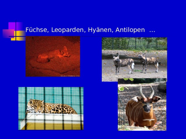 F üchse, Leoparden, Hyänen, Antilopen … 