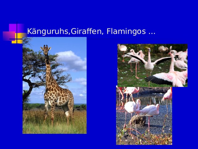 K änguruhs,Giraffen, Flamingos … 