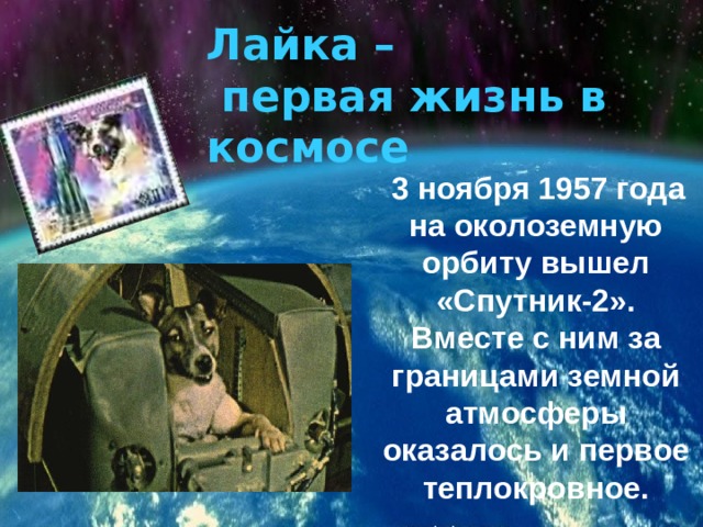 Лайка –  первая жизнь в космосе   3 ноября 1957 года на околоземную орбиту вышел «Спутник-2». Вместе с ним за границами земной атмосферы оказалось и первое теплокровное. 