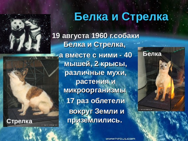 Белка и Стрелка 19 августа 1960 г.собаки Белка и Стрелка, а вместе с ними - 40 мышей, 2 крысы, различные мухи, растения и микроорганизмы 17 раз облетели  вокруг Земли и приземлились.  Белка Стрелка 