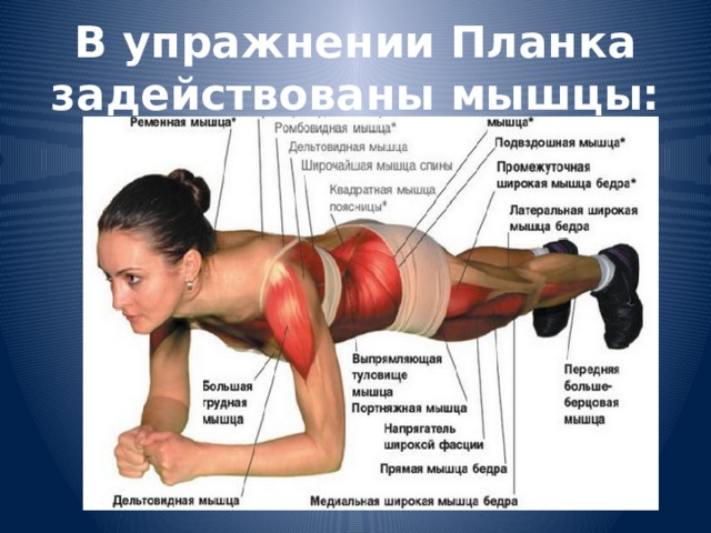 В упражнении Планка задействованы мышцы: 